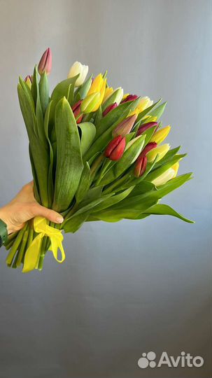 Луковицы тюльпанов рассада Ярославль