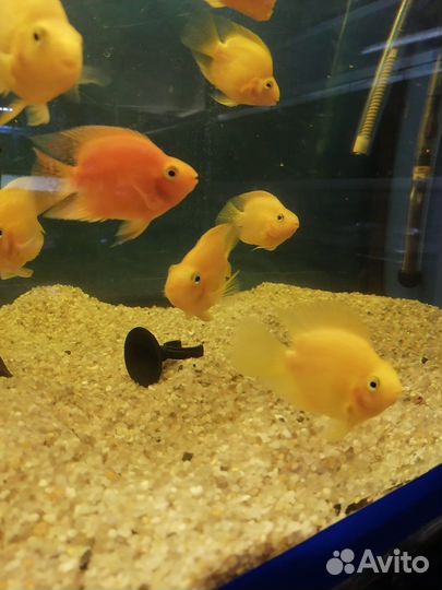 Желтые и Красные Попугаи