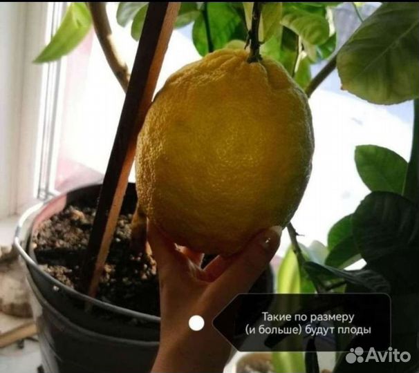 Лимон плодоносящий 66 см