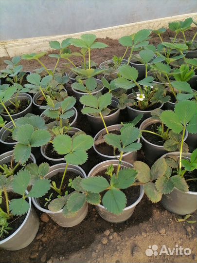 Рассада клубники