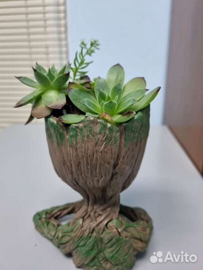 Суккуленты в кашпо