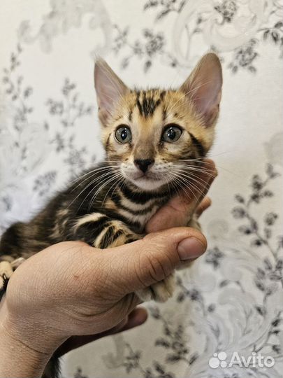 Бенгальские котята