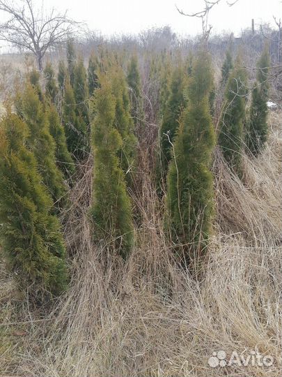 Туя смарагд