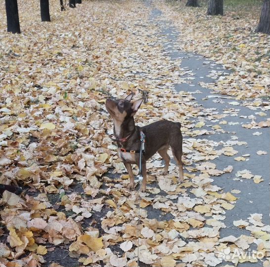 Девочка (русский той)ищет мальчика для вязки