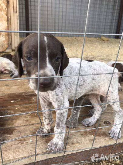 Щенки курцхаара