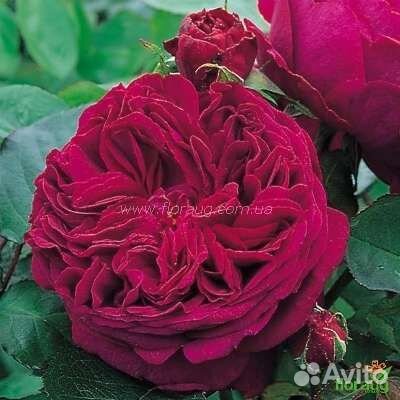 Морозостойкие Саженцы роз