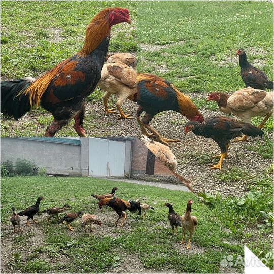 Бойцовские куры