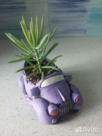 Композиции из суккулентов