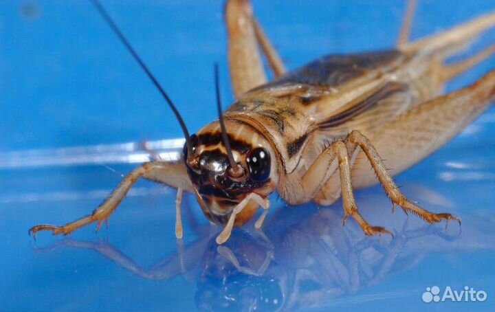 Корм. Сверчки, тараканы, зофобас, бражник