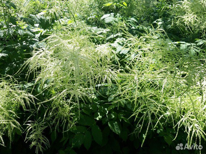 Арункус волжанка кустики делянки