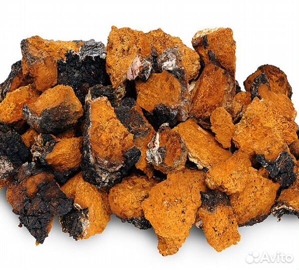 Чага сухая продам