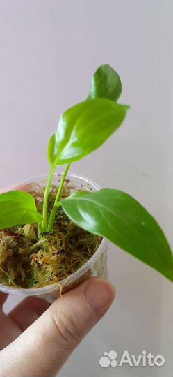 Комнатные растения, разные 2