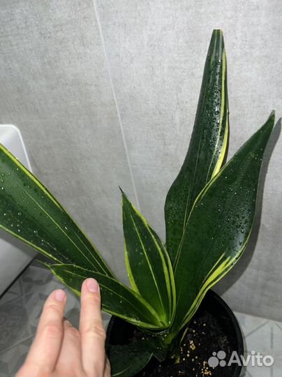 Сансевиерии редкие сорта