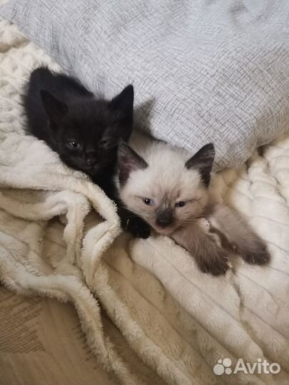 Тайский котёнок, мальчик
