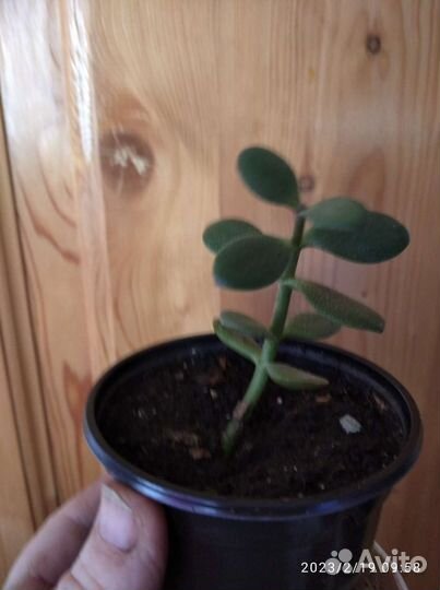 Хавортия полосатая. толстянка, кактус