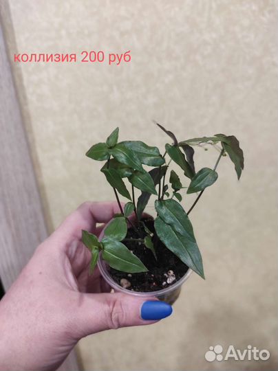 Комнатные растения цветы