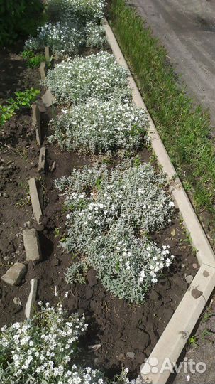 Бордюрное растение