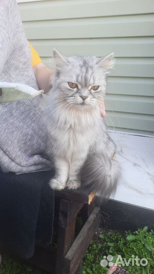 Которебенок в добрые руки