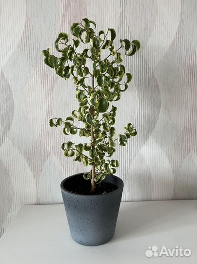 Фикус ирэн взрослый