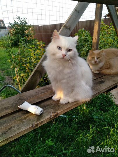 Кот Гоша очень ждет доброе и любящее сердце