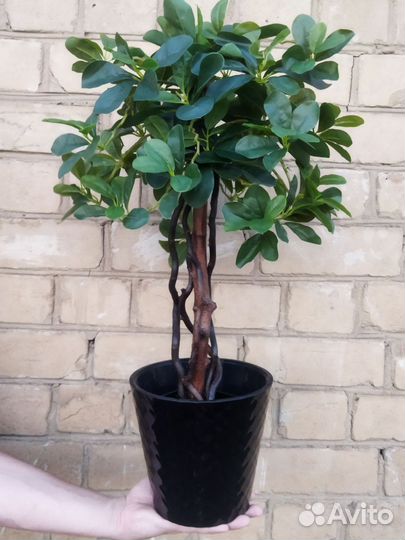 Искусственное дерево манго шефлера