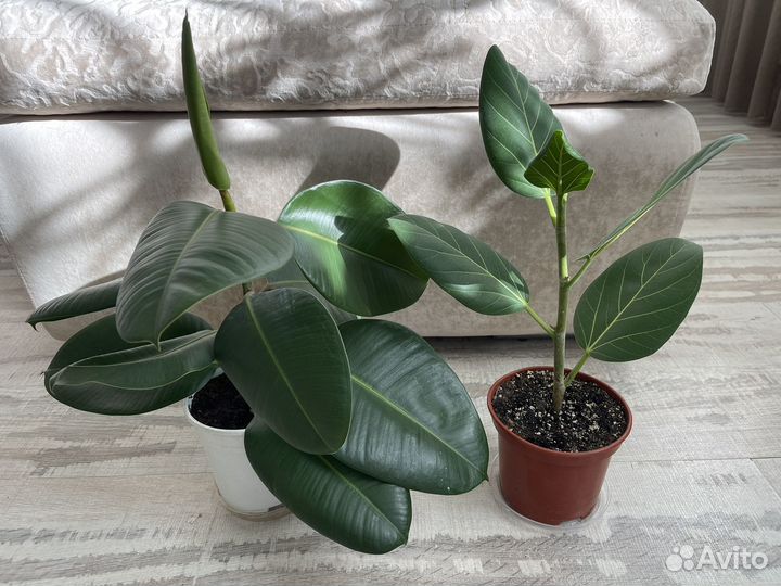 Фикус эластика