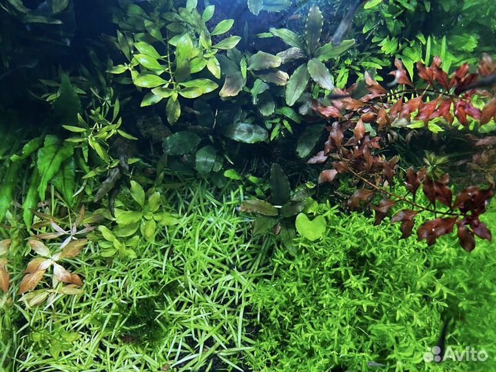Аквариумные растения