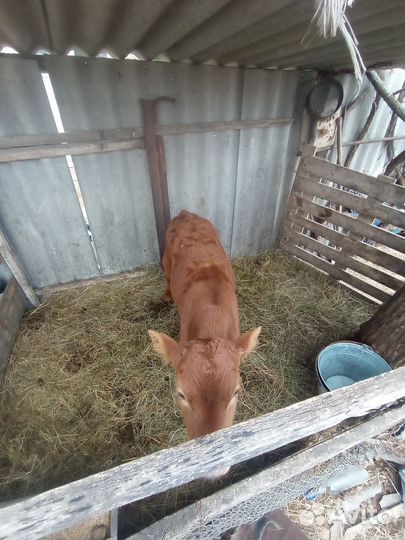 Телочка 2 месяца