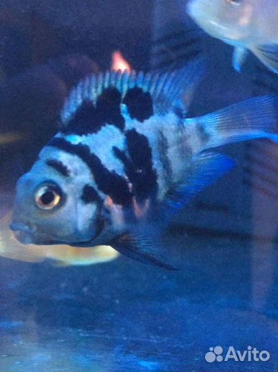 Малавийские цихлиды, попугайчики