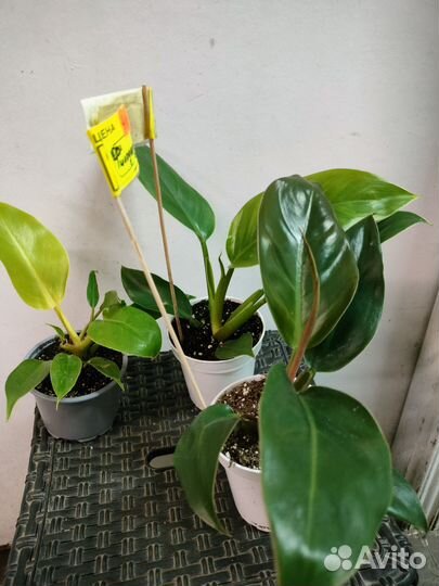Монстера вариегат.Калатея, алоказия, филодендрон