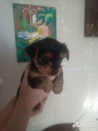 Йоркширский терьер мини беби фейс щенки