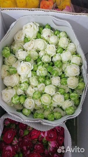 Роза кустовая пионовидная и бомбастик