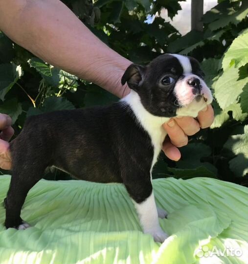 Бостон Терьер