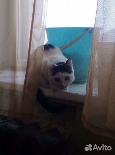 Кошки бесплатно