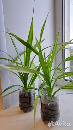 Панданус пальма