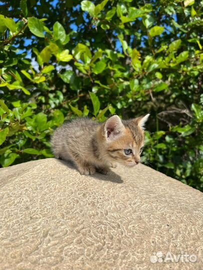 Котенок 1.5 месяца ищет дом