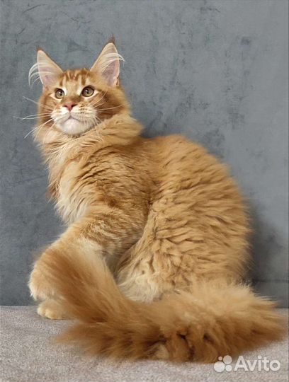 Котенок Мейн-кун