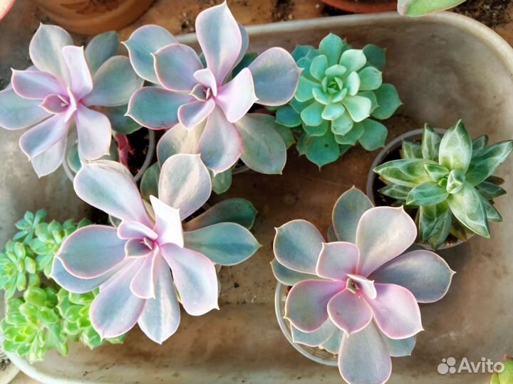 Суккуленты микс