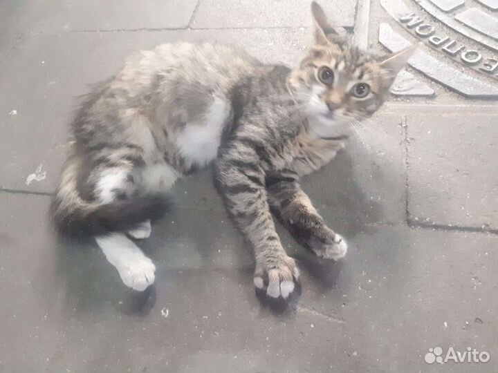 Кошка в дар