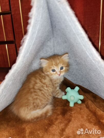 Котёнок 2мес в дар по договору