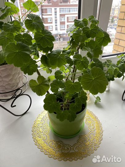 Пеларгония, герань, красная, махровая