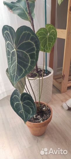 Антуриум кларинервиум, пеперомия и филодендрон