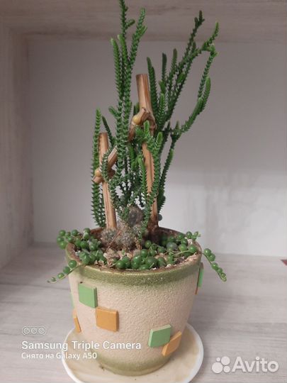 Кактусы и суккуленты (композиция)