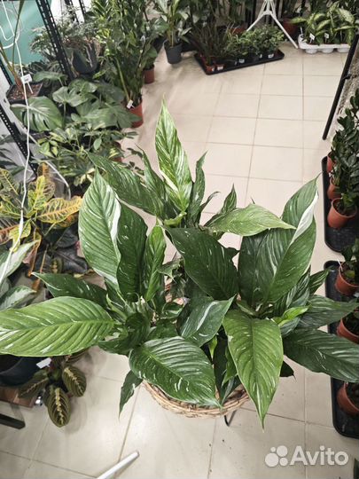 Спатифиллум даймонд