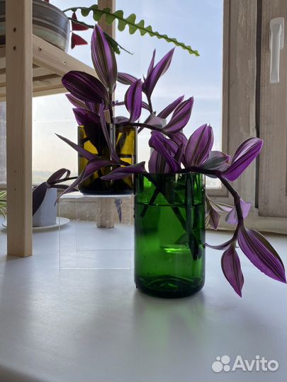 Традесканция нанук черенки