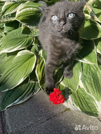 Котенок