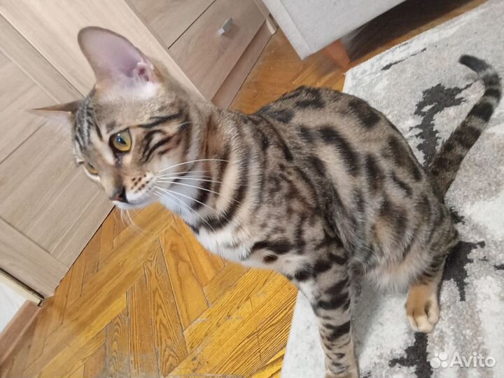 Бенгальский кот на вязку