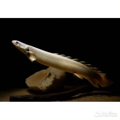 Полиптерус Сенегальский