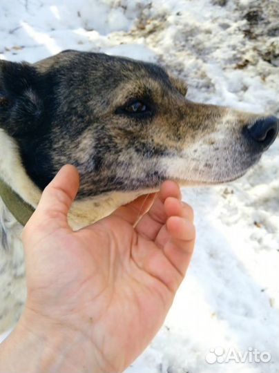 Приютское собаке очень нужна помощь