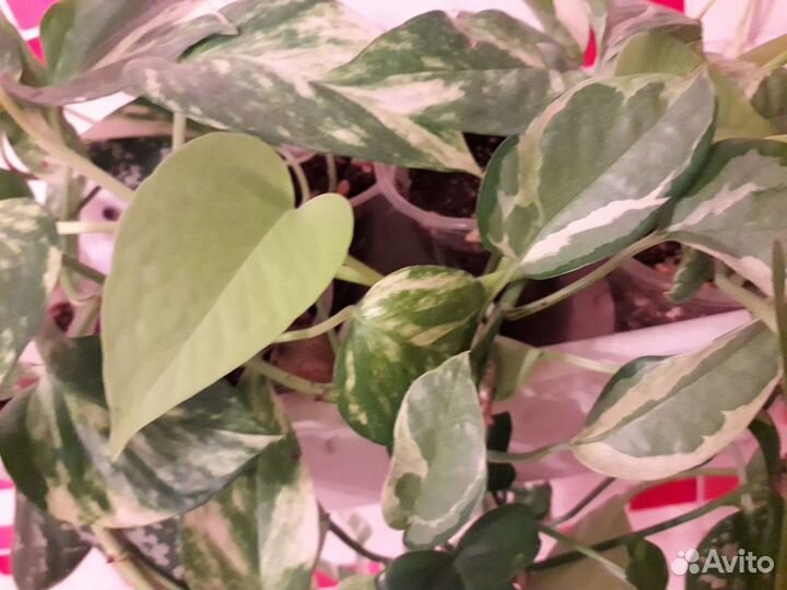 Сциндапсусы